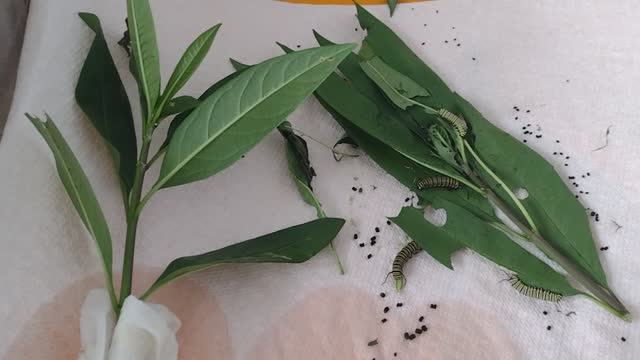 Monarch update and Happy Thanksgiving