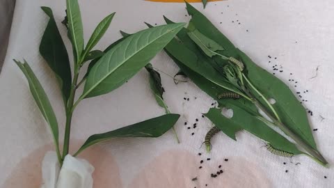 Monarch update and Happy Thanksgiving