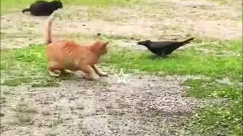 BEST FUNNIEST ANIMALS VIDEOS