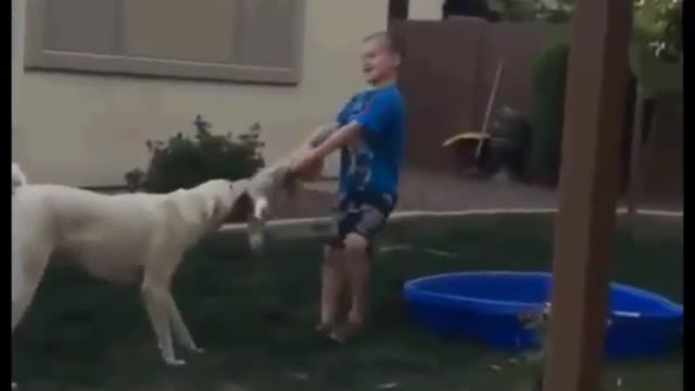 Dog pranked a boy fall into the pool😂