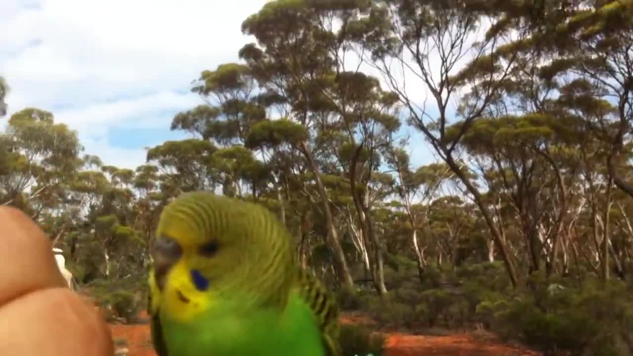 Wild Budgerigars