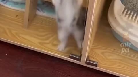 Funny Cat Video