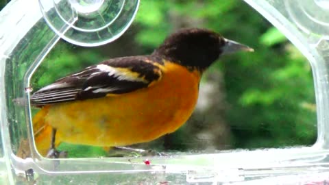 Oriole