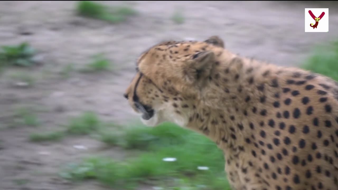 Cheetahs: Claws Out The Speed Demons of the Savanna