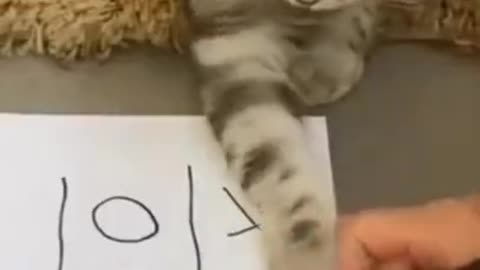 Cute animals funny reaction videos 😂