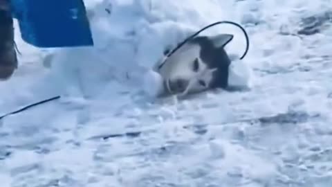 This is a strong Alaskan dog