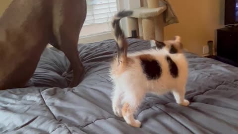 Kitten Makes Biscuits on Patient Labrador