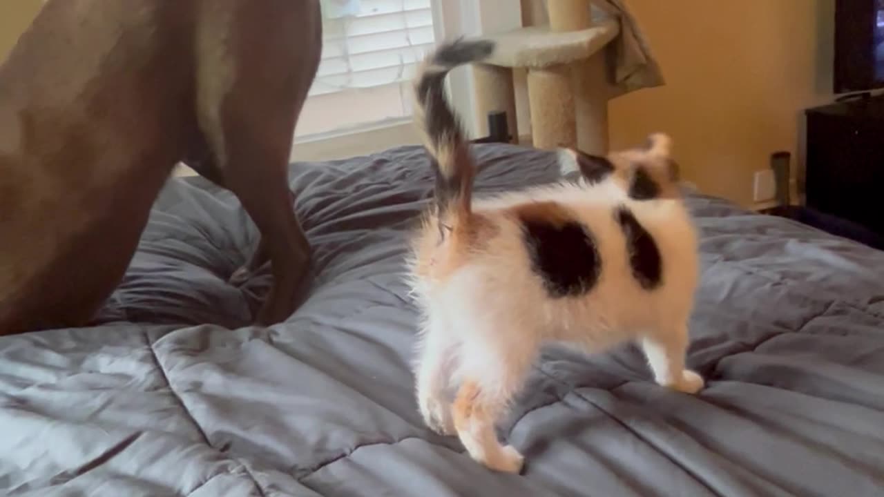 Kitten Makes Biscuits on Patient Labrador