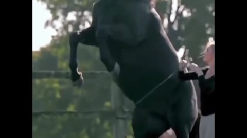 Beautiful horse