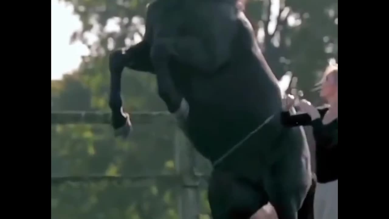 Beautiful horse