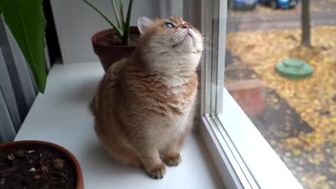 Falling yellow leaves and Hosico