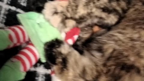 When cats attack Plush Christmas Toys.