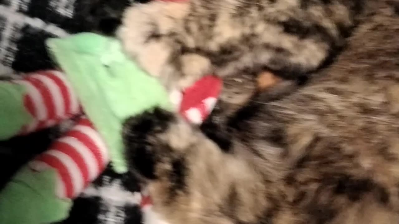 When cats attack Plush Christmas Toys.