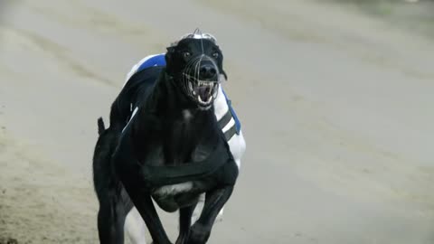 Greyhound dog race