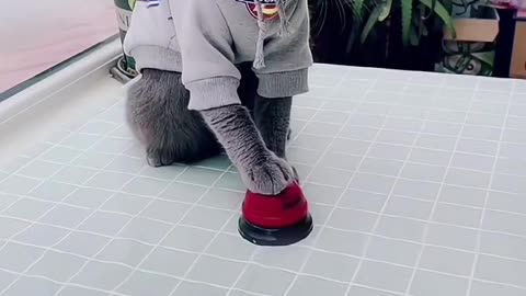 Rare cats can count