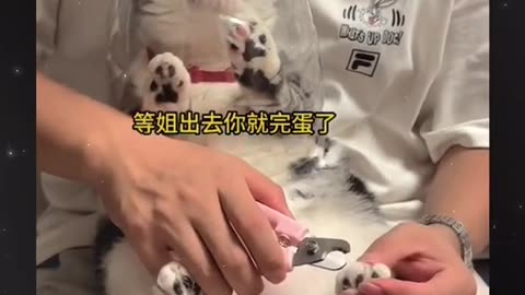 Cute and funny animals