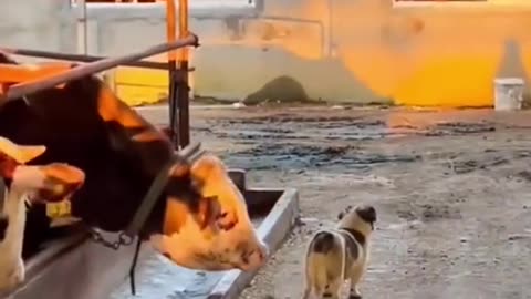 The End 🤣🤣 #funny #funnyvideos #animals #dog #cat #pet #viarl #foryou #fyp