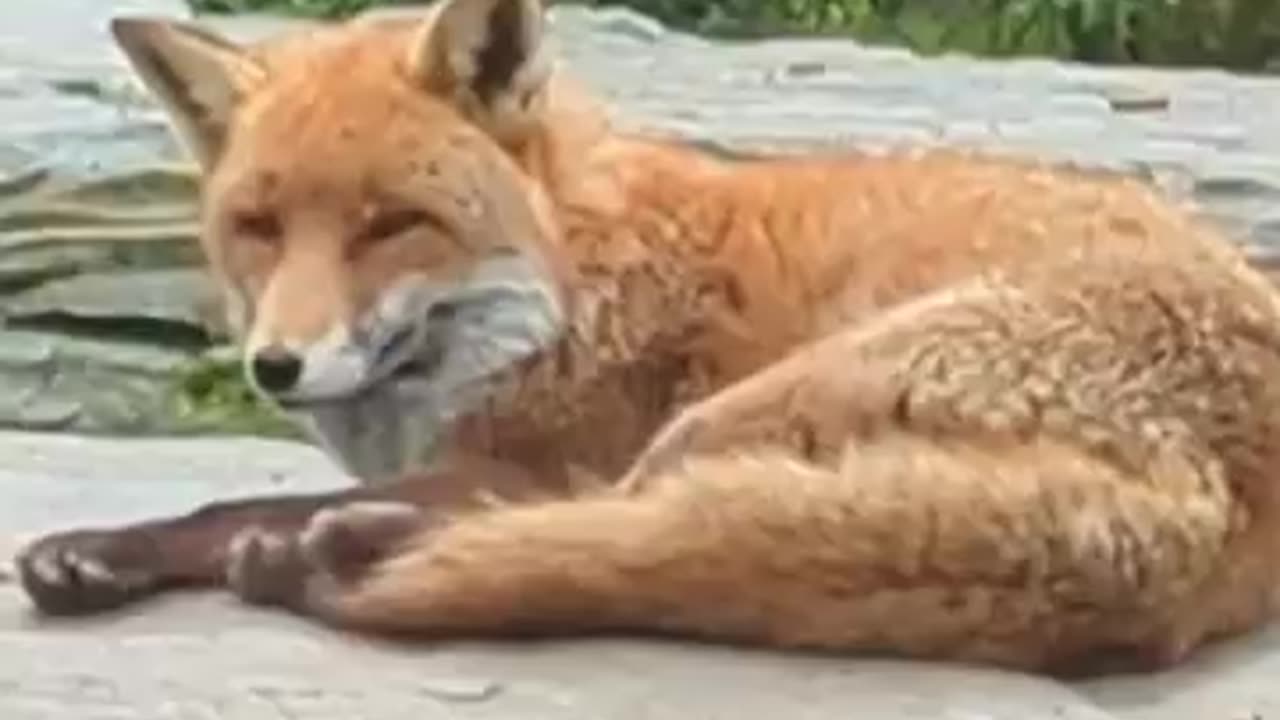 Good morning Mr Fox
