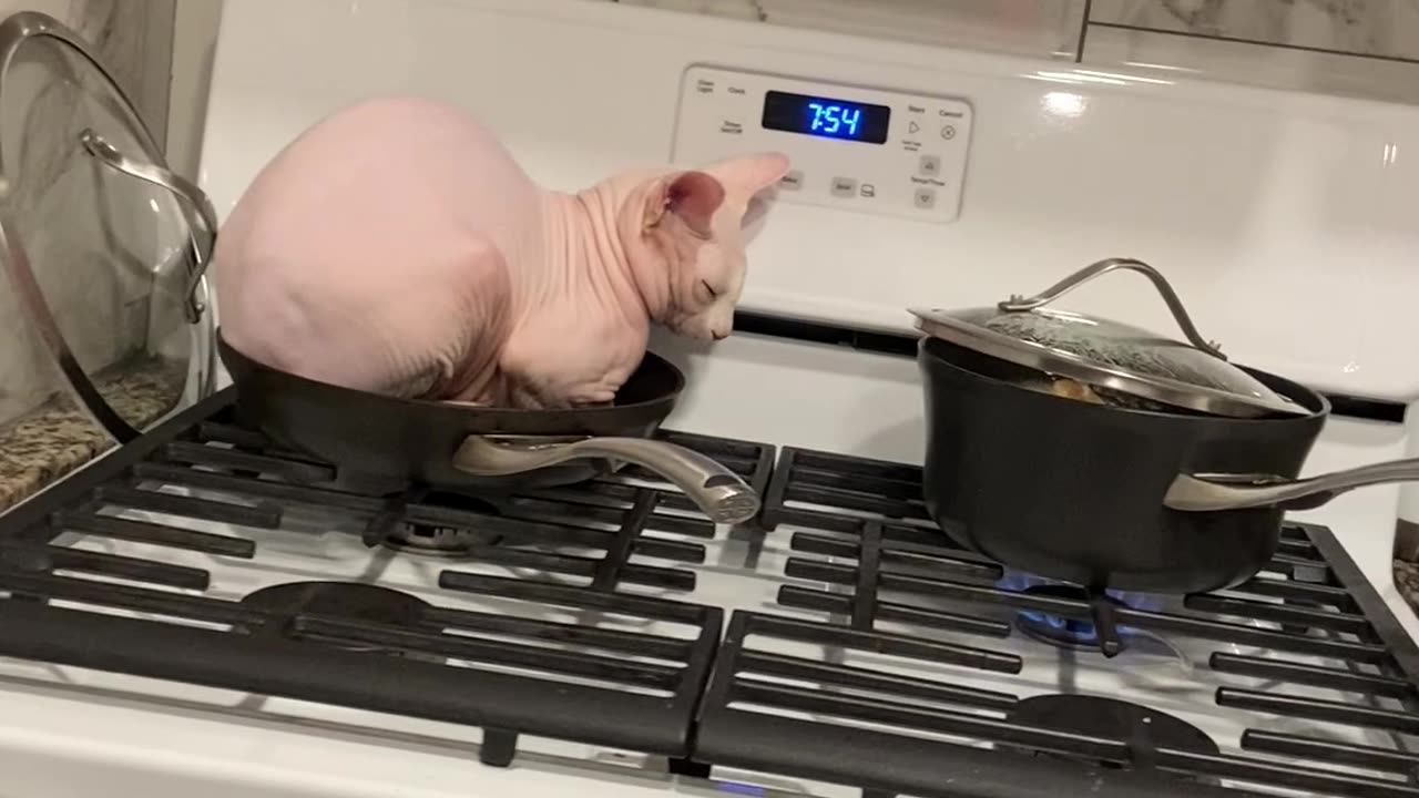 Sphinx Cat Wants to Help With Dinner