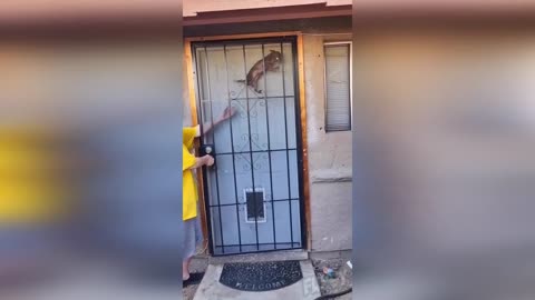 Funny Animals 😂