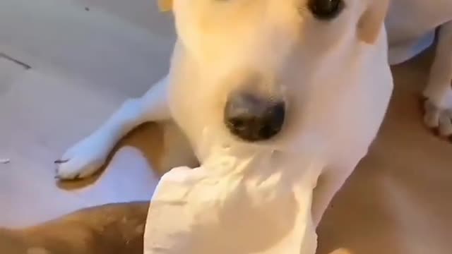 Dogs funny video