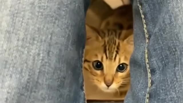 Cute cat funny video in usa