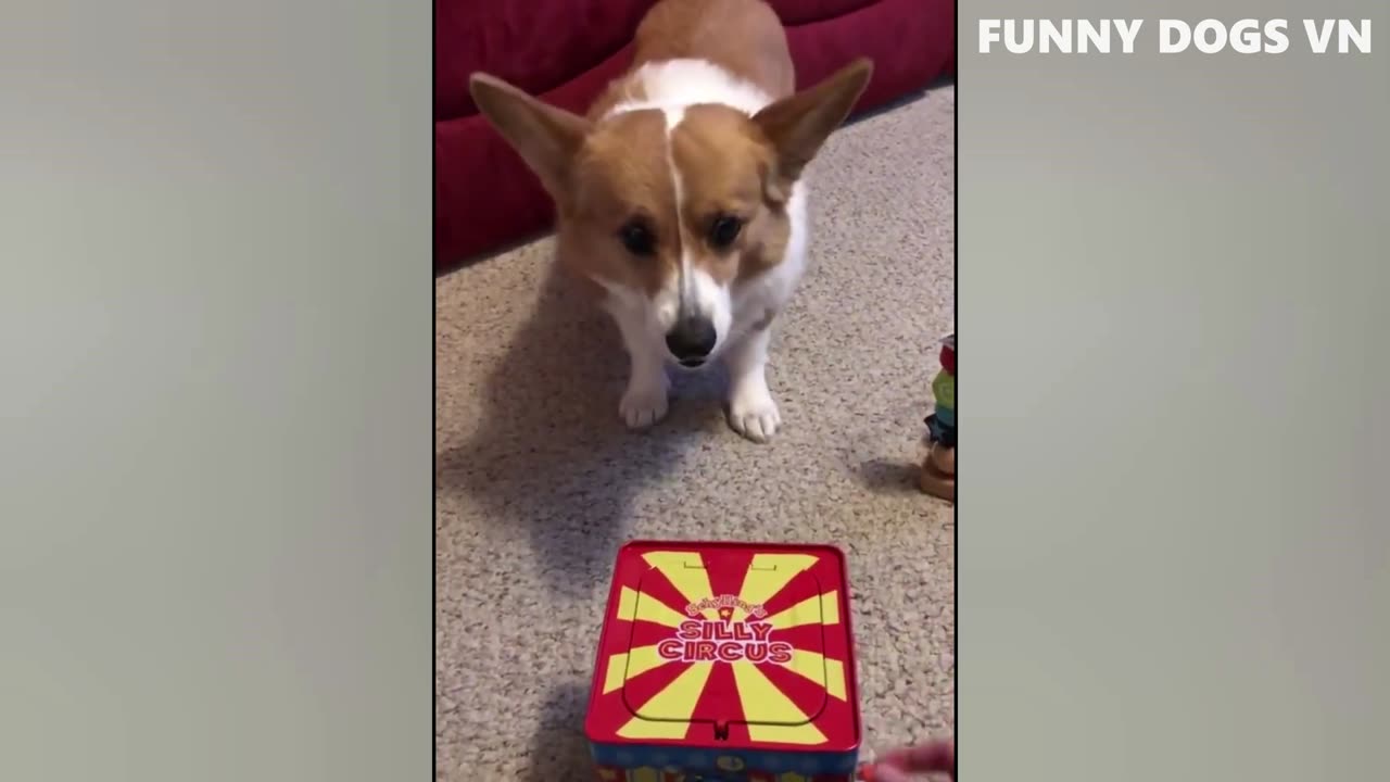 Funniest Animals Video - Funny Dogs - Try Not To Laugh Animals 2023
