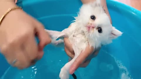 Kitten 😸 taking his first bath