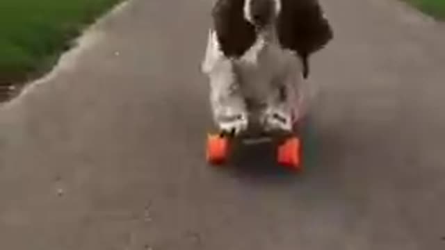 Dog Enjoys And Has Fun While Skateboarding