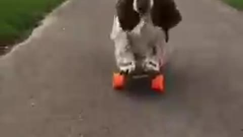 Dog Enjoys And Has Fun While Skateboarding