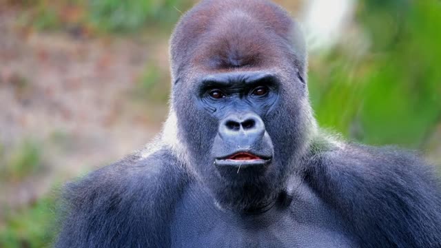 learn to recognize the types of animals and their sounds