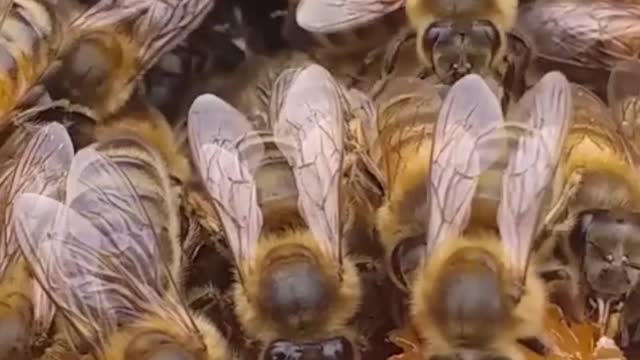 World beekeeping