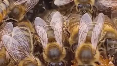 World beekeeping