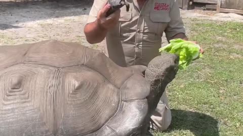 Massive Tortoise can Weigh up to 1000lbs