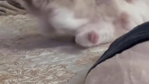 Cute and funny cat video.