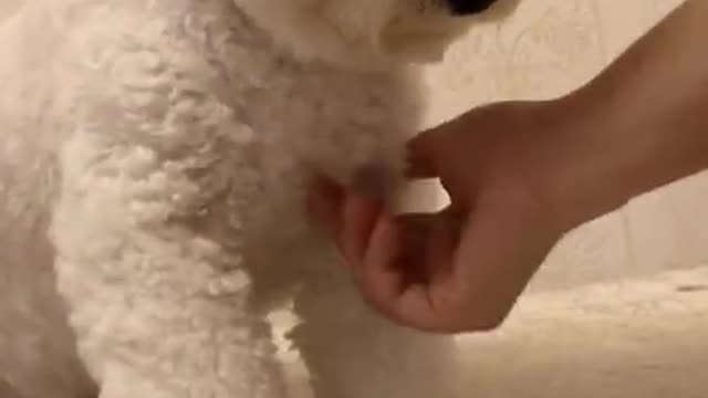 Gigantic Fluffy Poodle Dog