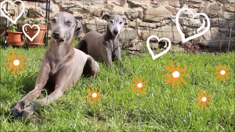 Funny Dogs Morning Routine Italian Greyhound