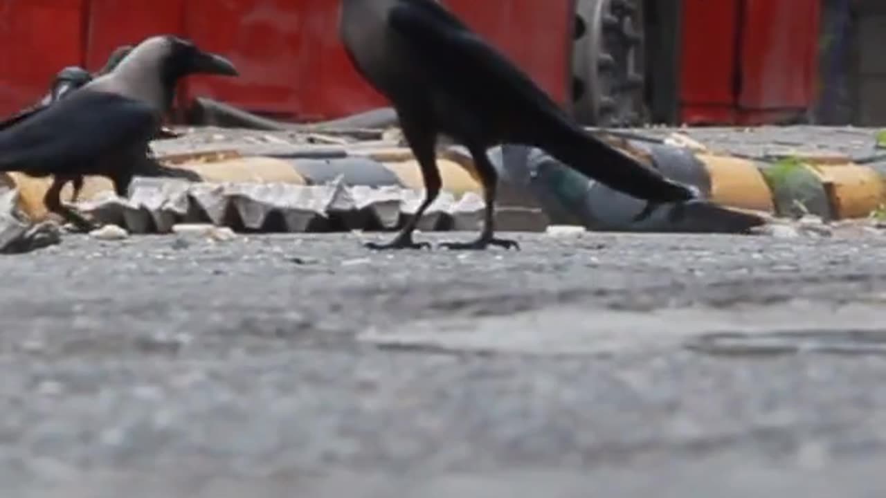 Facts About Crow