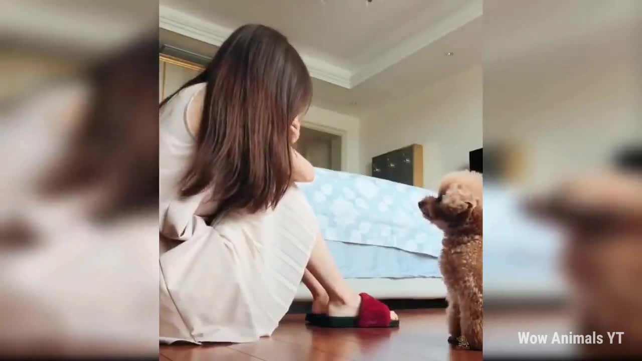 Baby Dogs Cute Funniest Dog and Funny Video Compilation