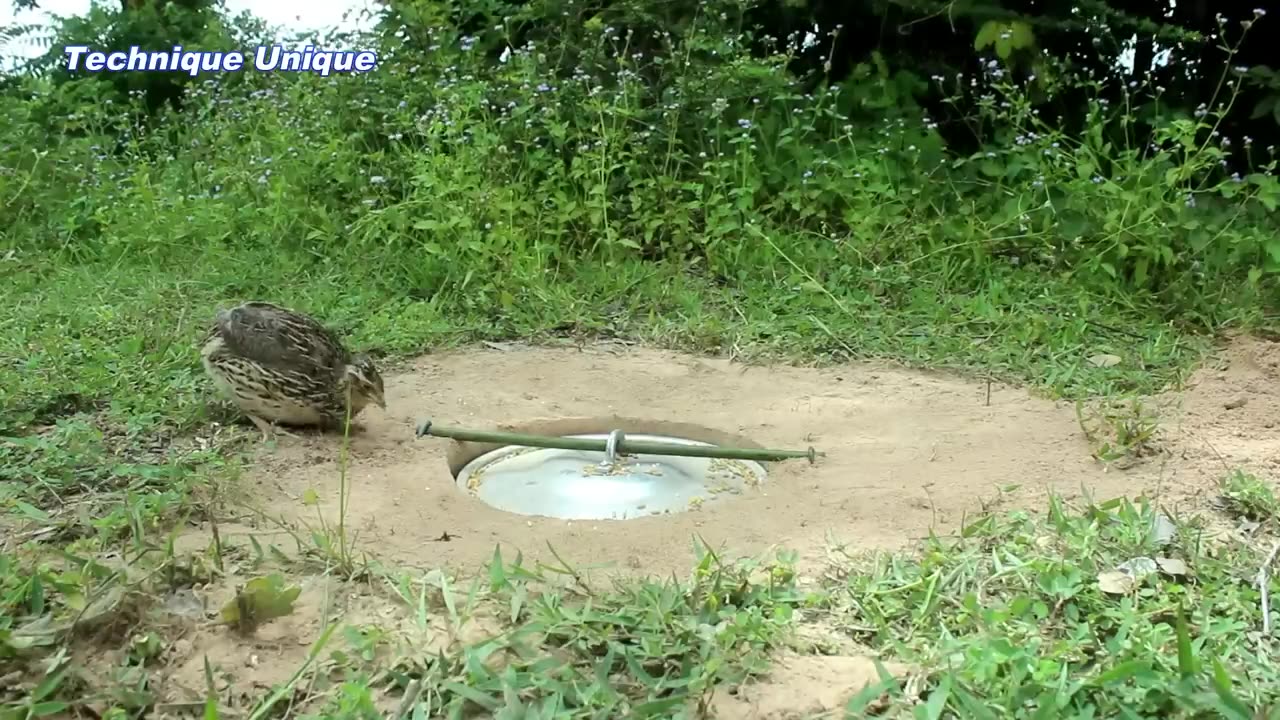 Creative DIY Quail Bird Trap Using Pot Cover