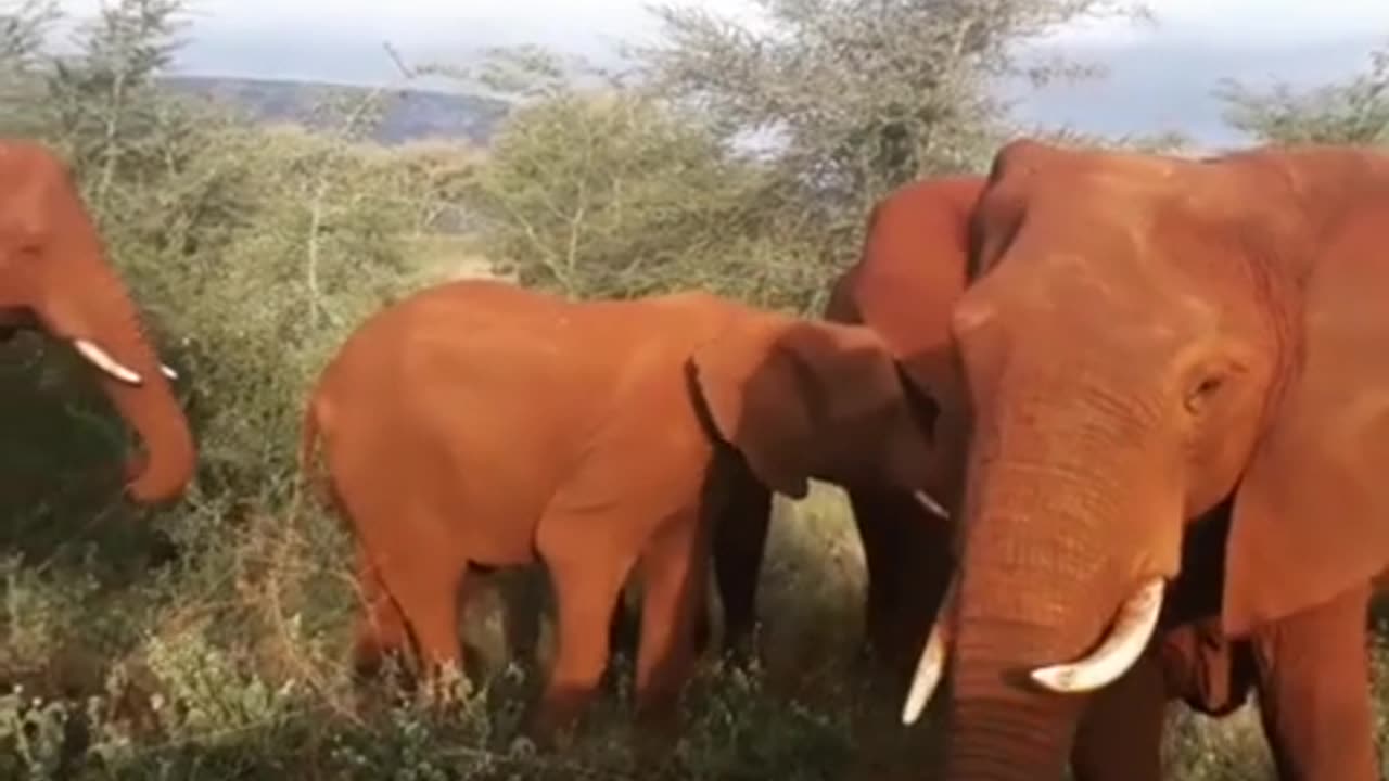 Elephant Herd Grazes Peacefully