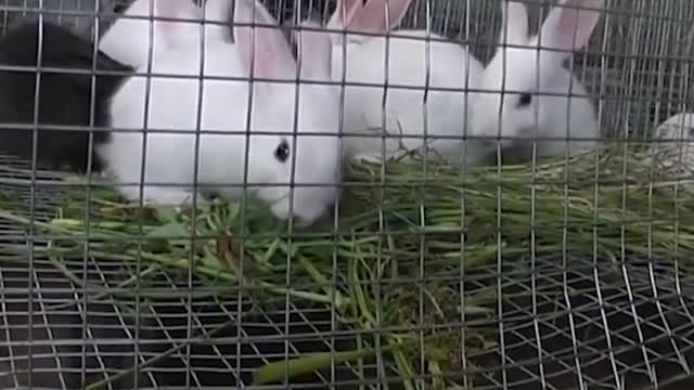 Cute Baby Rabbits Playing, Feeding Activities | Bunny Rabbit (Baby Rabbits)