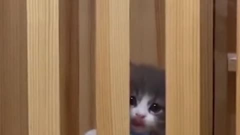 Fastest baby cat in jail