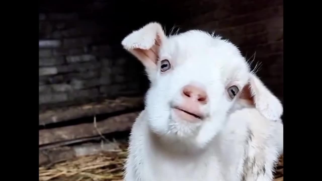 Funny Goat