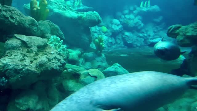 seal under sea