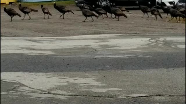 Wild Turkeys in town..