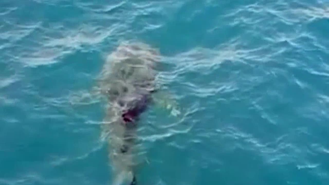 Megalodon Resurfaces Mystery Shark Off Cat Island Shocks Experts