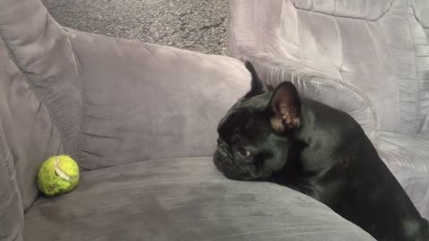 BlanKy French Bulldog Too Funny