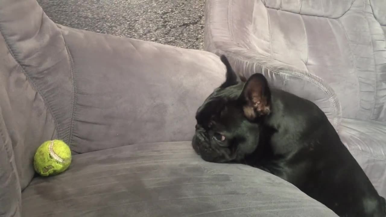 BlanKy French Bulldog Too Funny