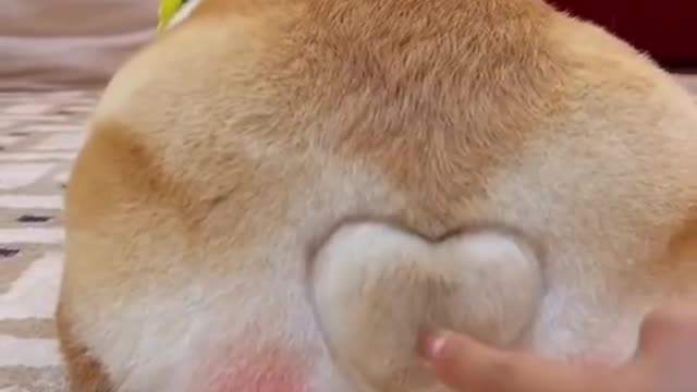 Funny Dog Horn 😆😆